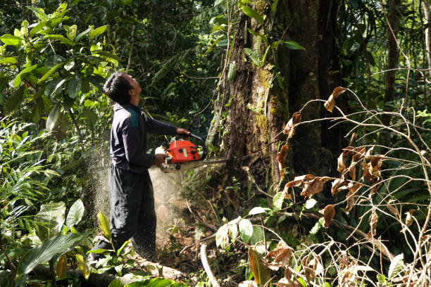 Best Fruit Tree Pruning  in Samsula Spruce Creek, FL