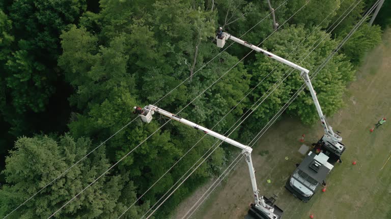 Best Root Management and Removal  in Samsula Spruce Creek, FL