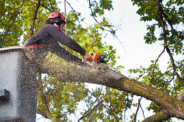 Best Lawn Maintenance Plans  in Samsula Spruce Creek, FL